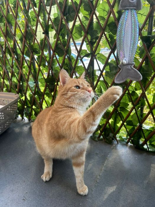 Kocurek Tweety szuka domku