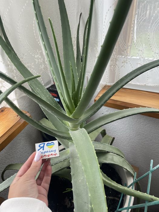 Алоє Вера в горшках для дому