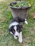 Border collie - szczeniak