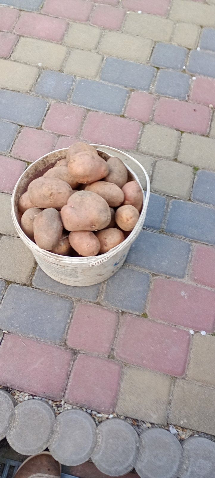 Домашня картопля