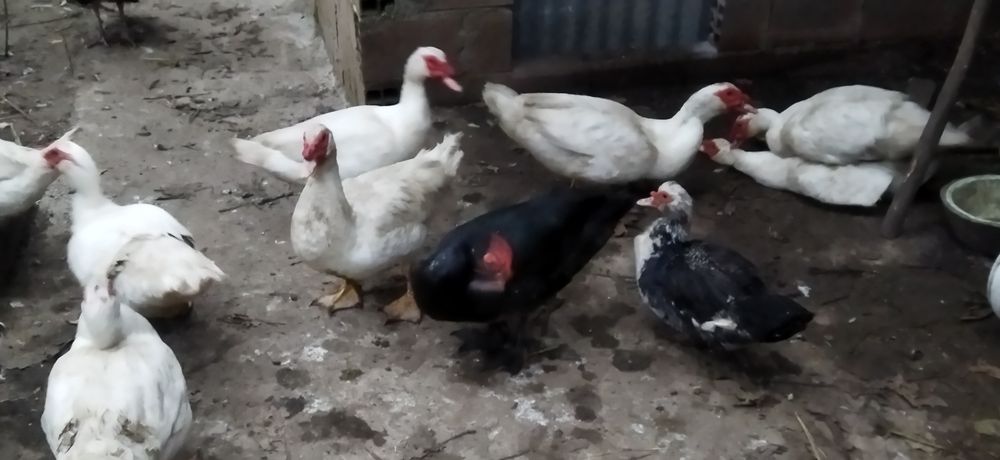 Vendo patos e perus novos mas já em postura
