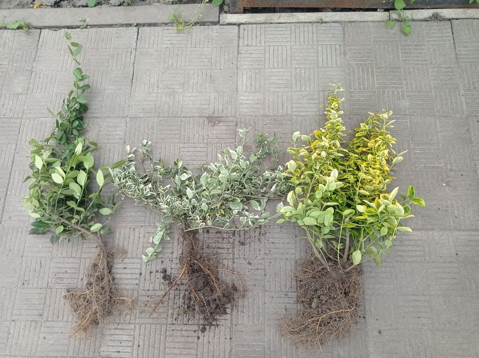 Хризантема великий вибір. хоста, бересклет, ромашка