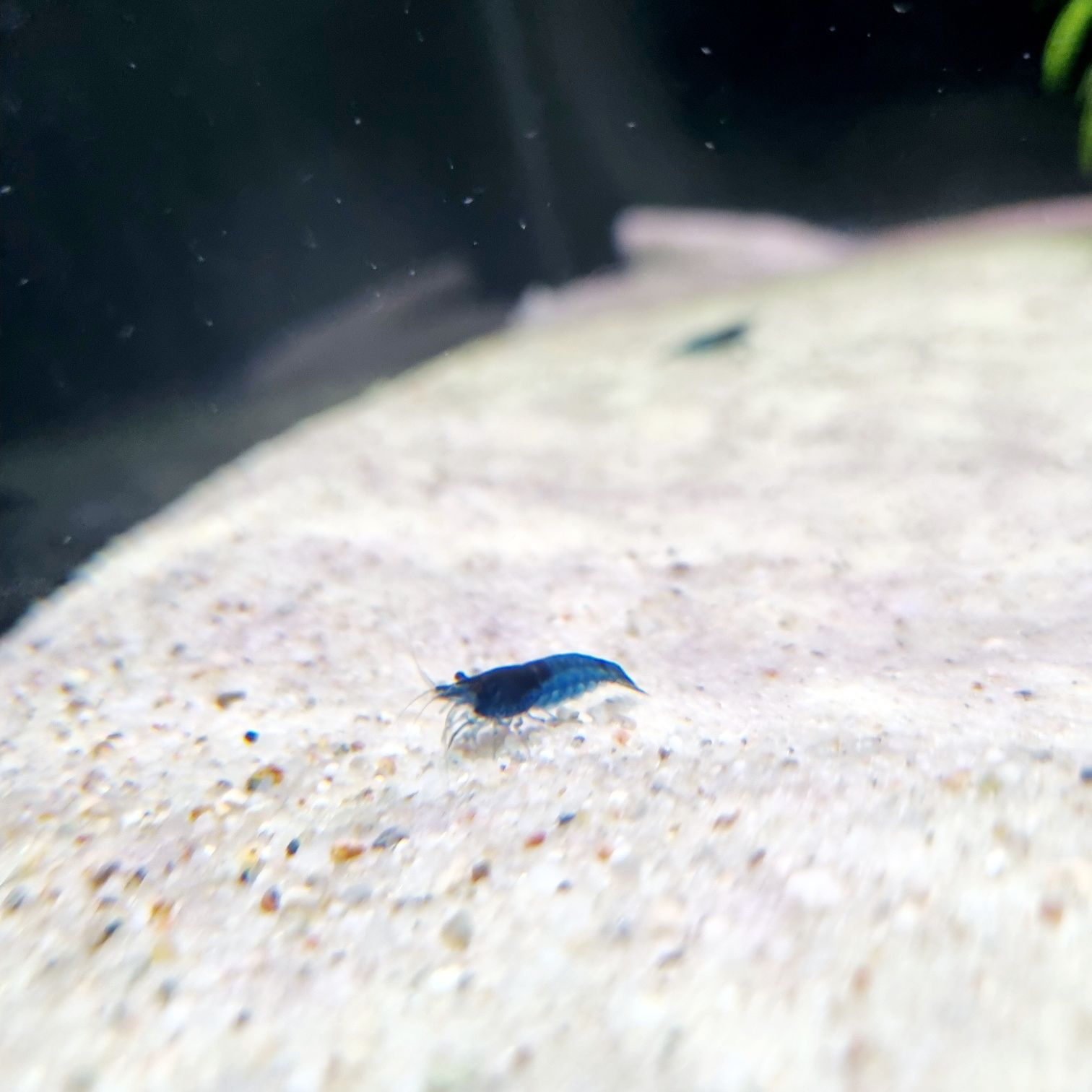 Krewetka neocaridina blue Velvet