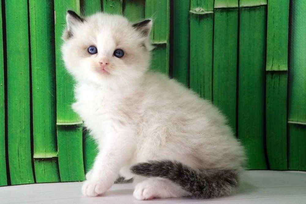 Дуже красива порода-Ragdoll. Самий ласкавий котик