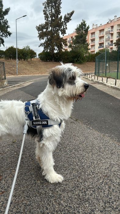 Doaçao de cão - OZZY