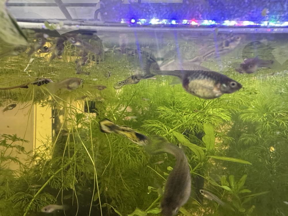 Guppy Endler tiger