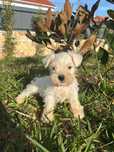 Schnauzer miniatura