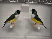 Casais de diamantes de gould