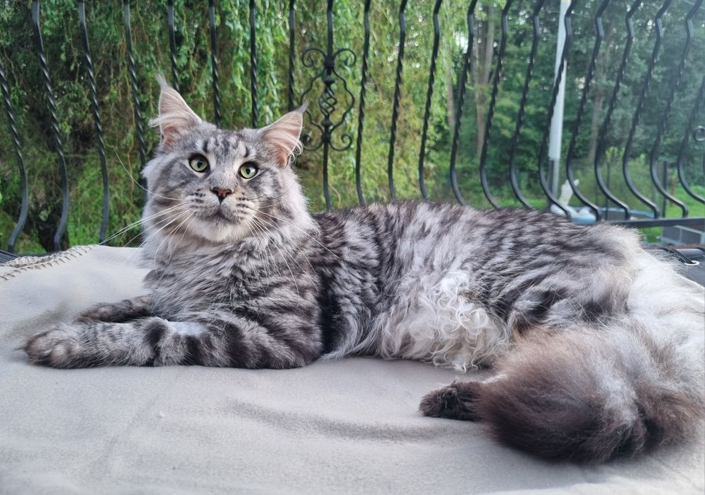 Maine Coon kocur reproduktor