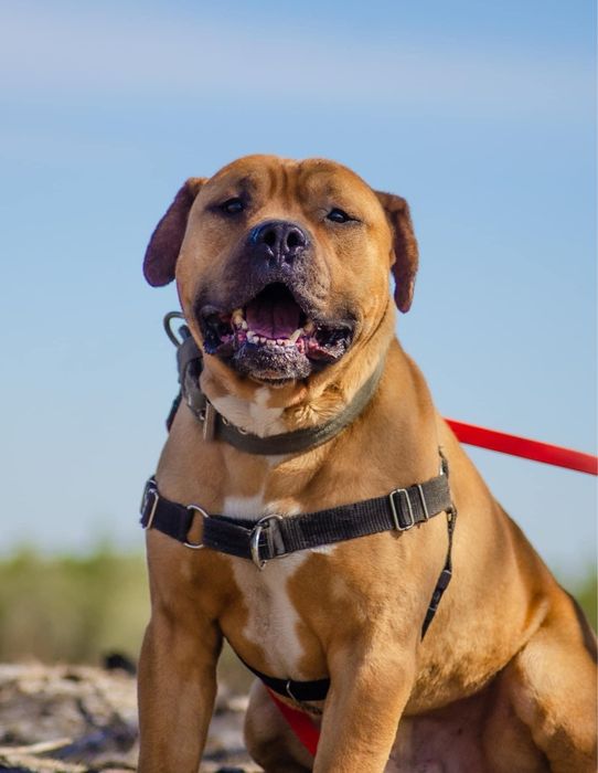 Clyde - ttb pitbull amstaff szuka domu. Adoocja. Pies