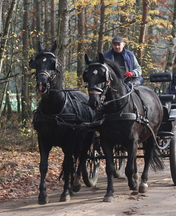 *** Para klaczy śląskich-Księga główna ***