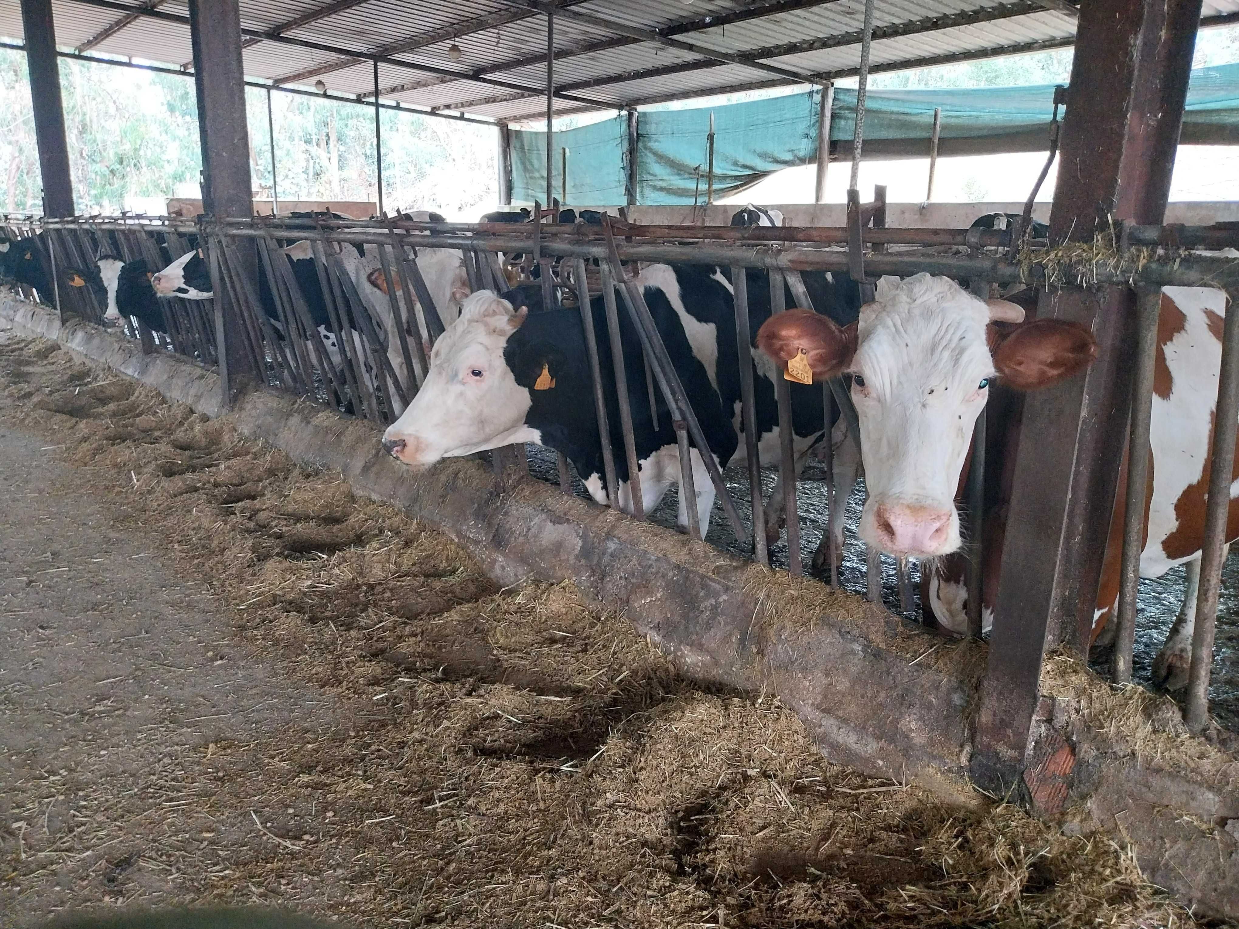 Animais Raça Frísia: vacas, bois e vitelas (os)