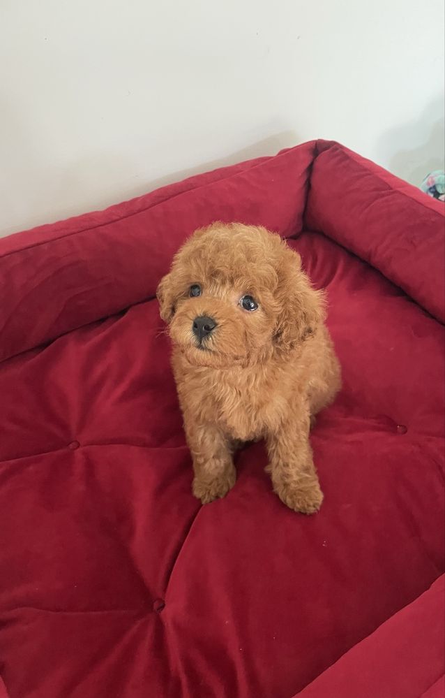 Maltipoo chłopiec red