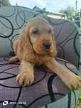 Cocker Spaniel Angielski