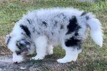 Suczka Border Collie FCI