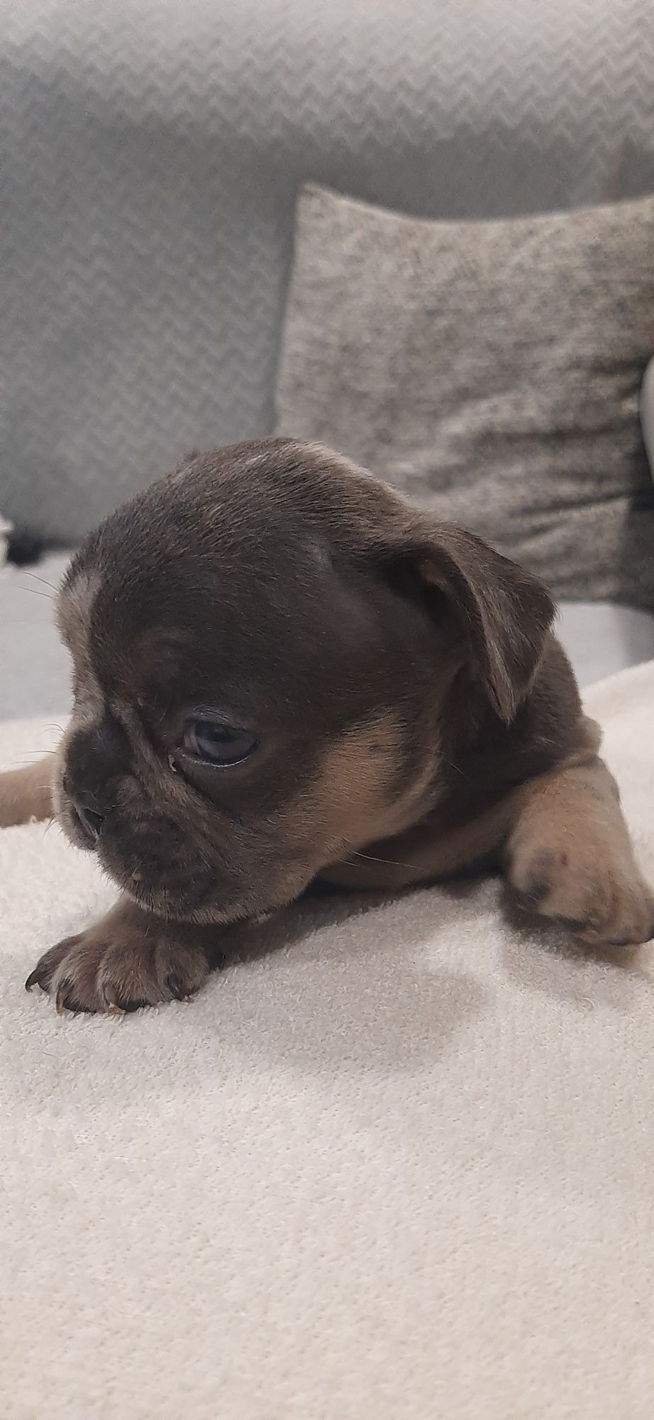 Bulldog  blue merle tan