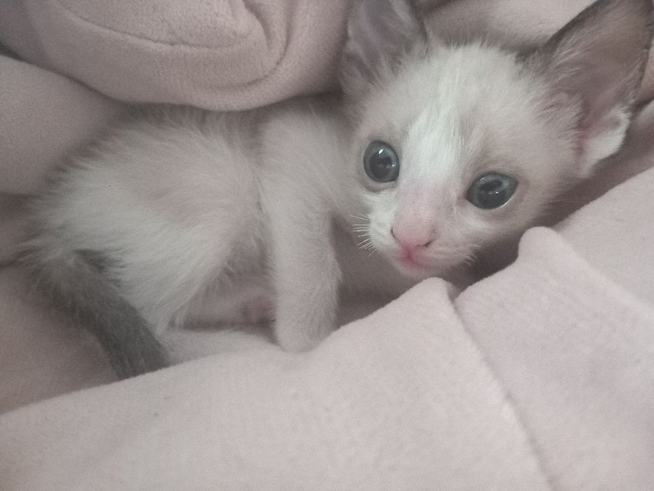 DOA-SE filhotes de gatos.