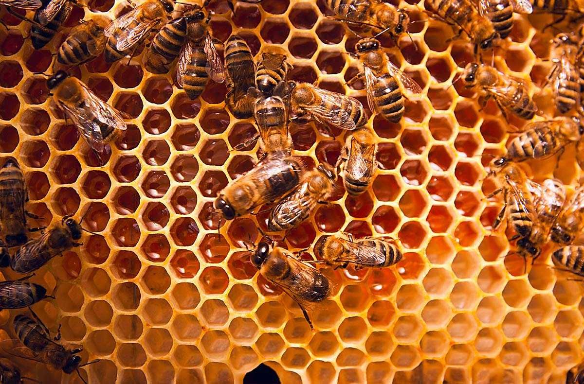 Пчелопакети, пчелы с ульями, ульи
