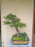 Drzewka bonsai 2