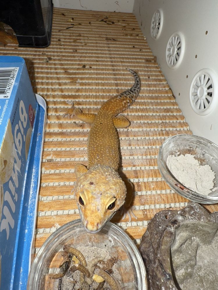 Gekon lamparci Hypo Tangerine samiec 2 lata