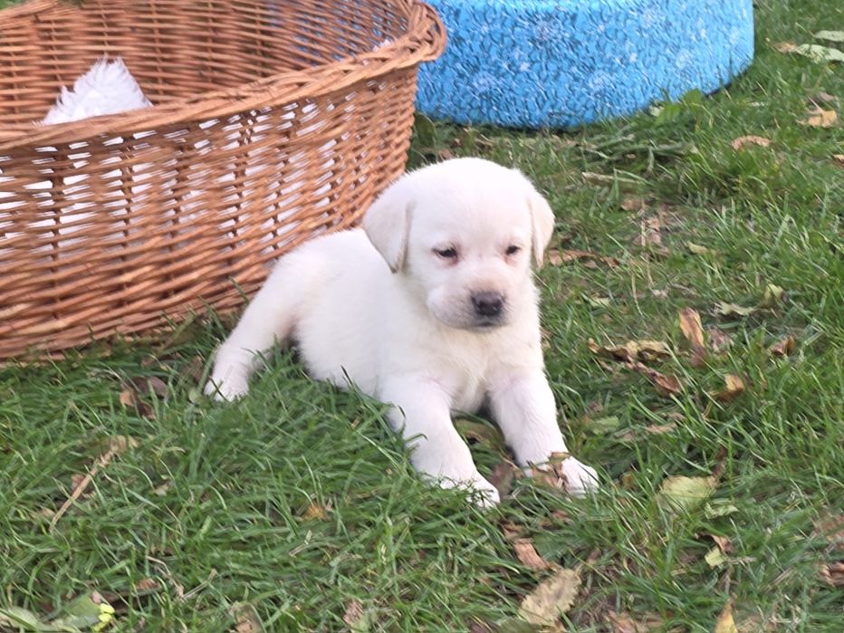 LABRADOR retriever szczeniak ZKwP FCI