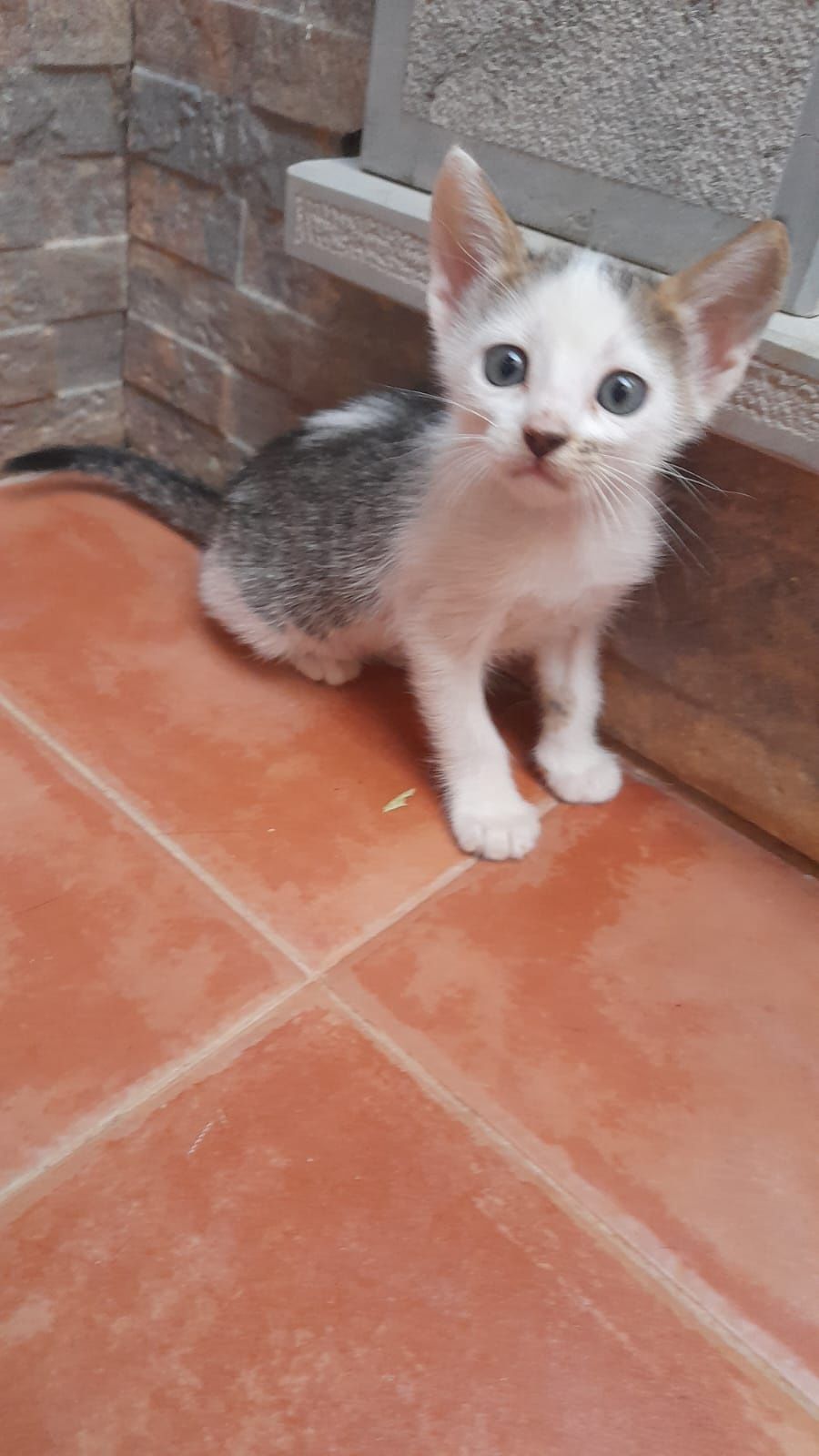 Gatinhas para adoção