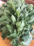 Продам кропиву сушену, лікарські рослини