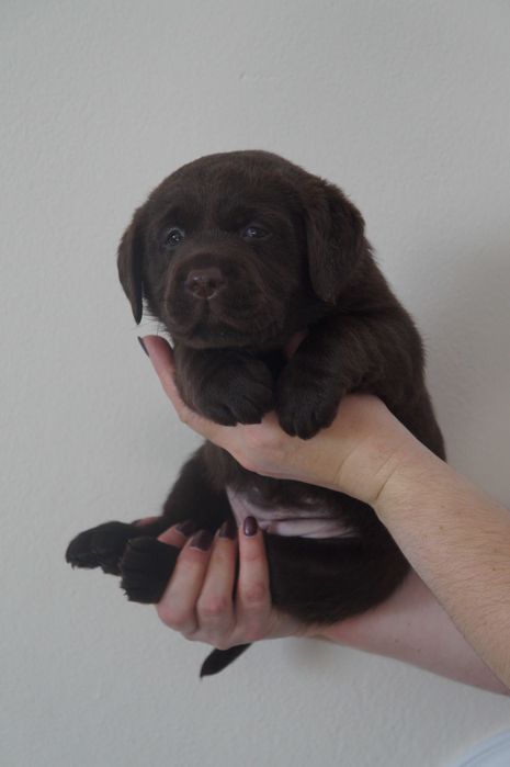 Labrador Retriever ZKwP/FCI- czekoladowa sunia