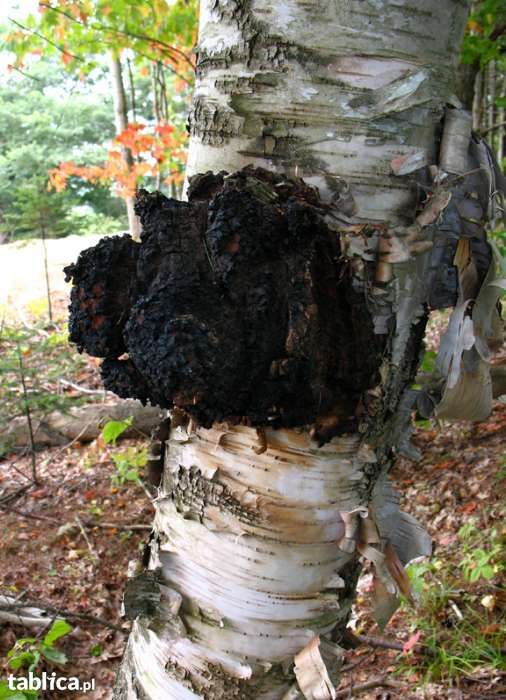 Okazja - 1,5 kg Chaga / Czaga / Inonotus obliquus / Czarna huba z brzo