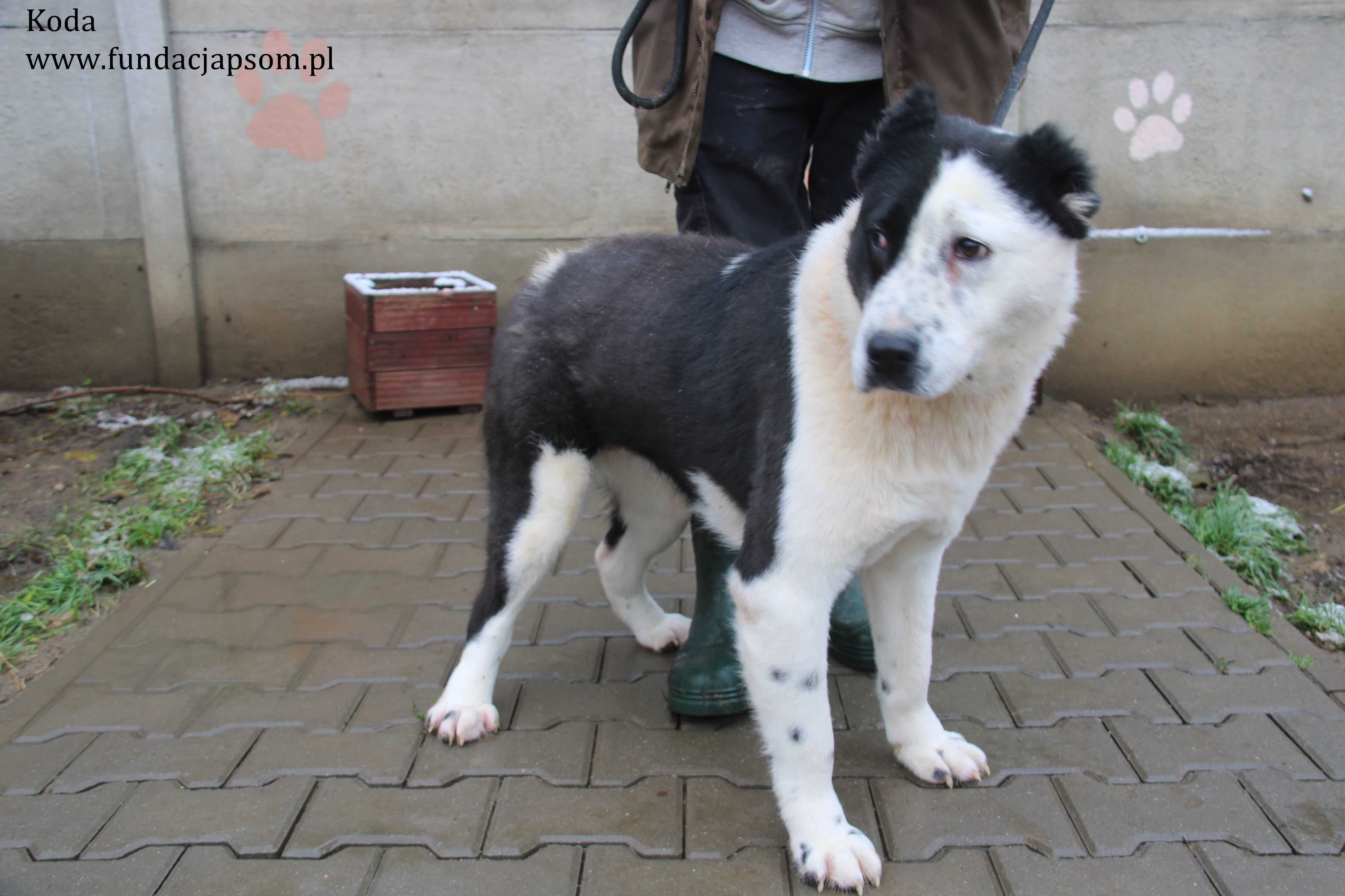 Koda, piękna i duża sunia czeka na wymarzony dom!