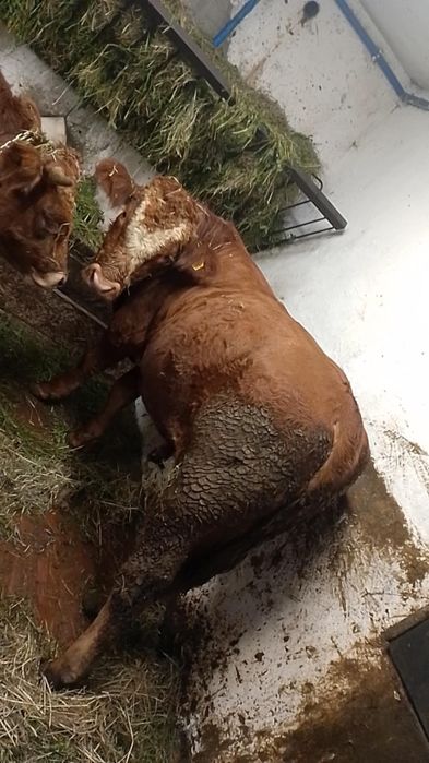 Sprzedam piękną krówkę i byczki