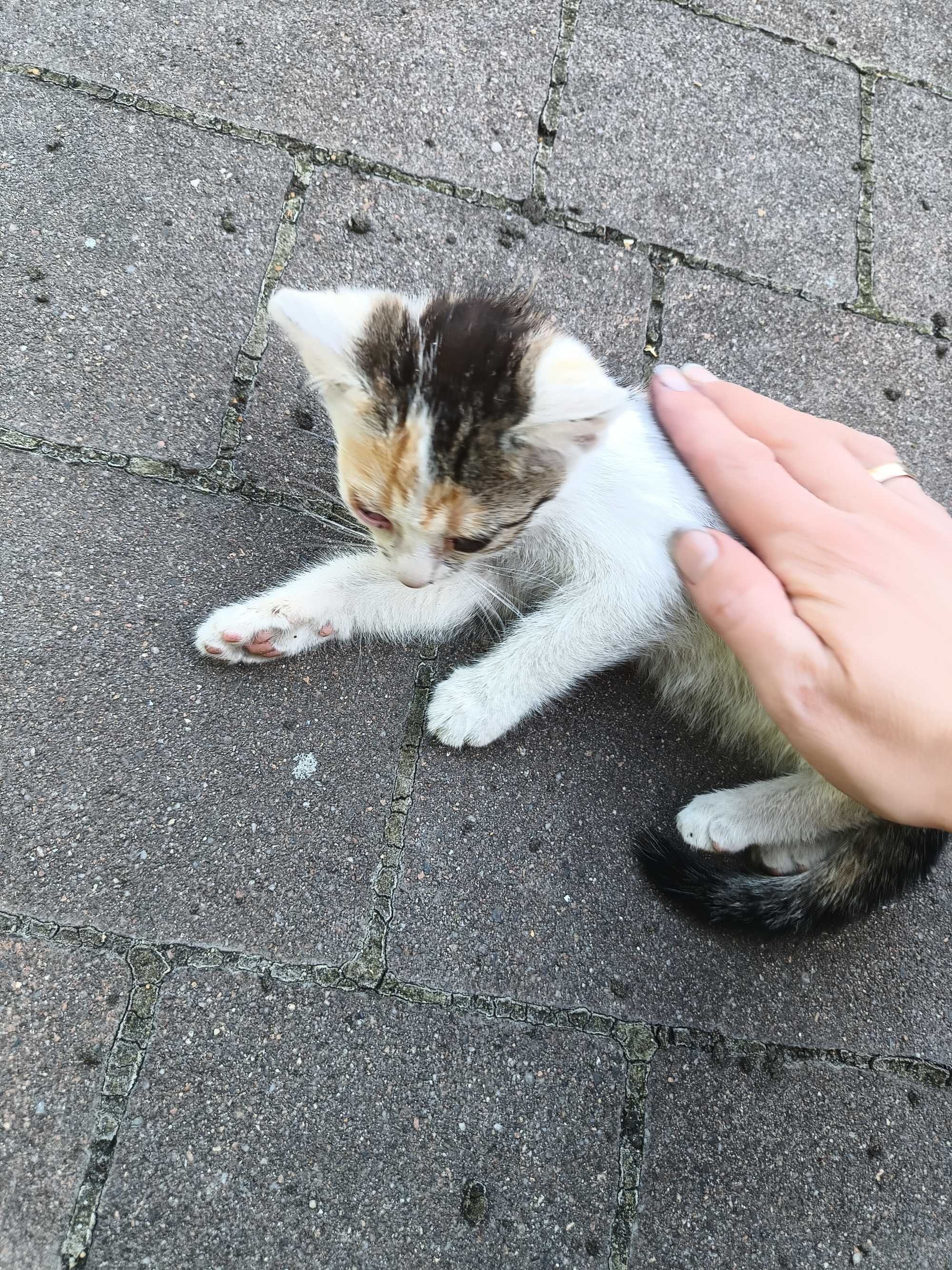 Kotka do adopcji