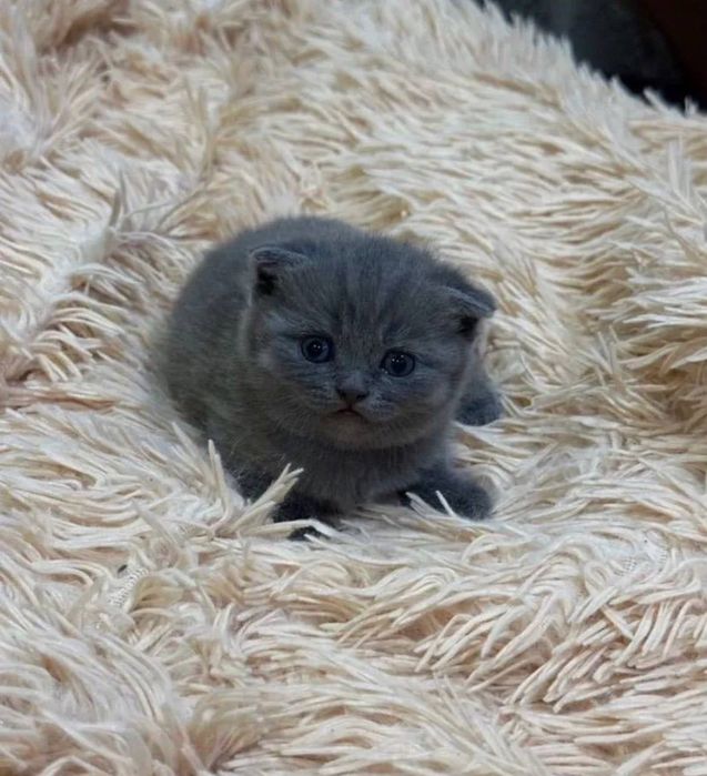 Кошеня висловухий британець