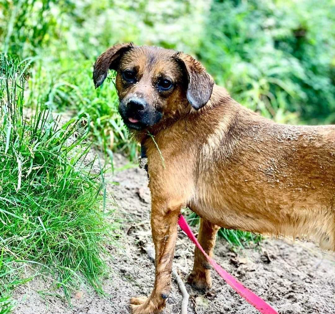 Uroczy i mały psiak do adopcji! Czeka w schronisku na dom
