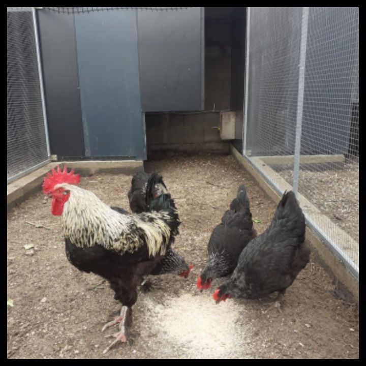 Ovos caseiros para consumo