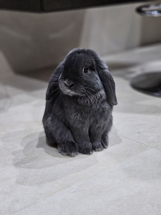 Mini Loop królik z  klatką