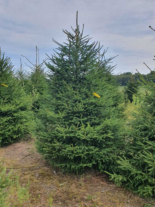 Świerk pospolity cięty 175-300 cm/ w donicy 80-175 cm/ TuChoinki.pl