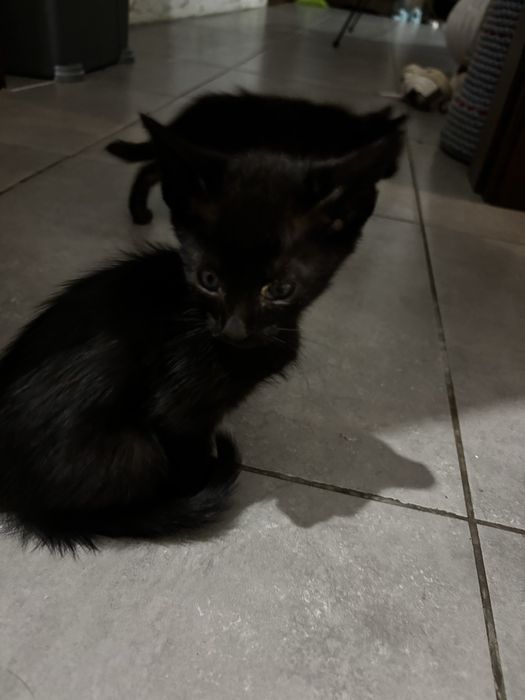 Gatinhos para dar