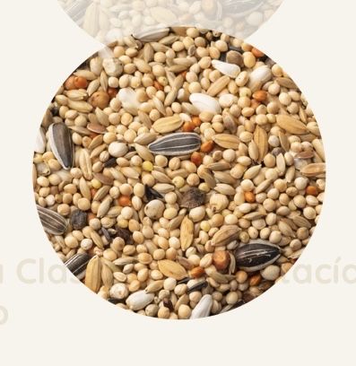 Mistura de sementes para aves