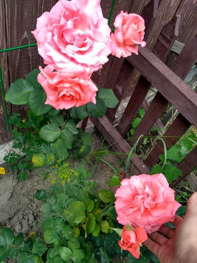 Продається чудова дача! Благодатне, (Чапаєвка) Черкаська обл. к."Труд"