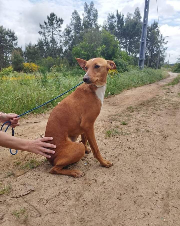 Tico- cachorro jovem para adoção