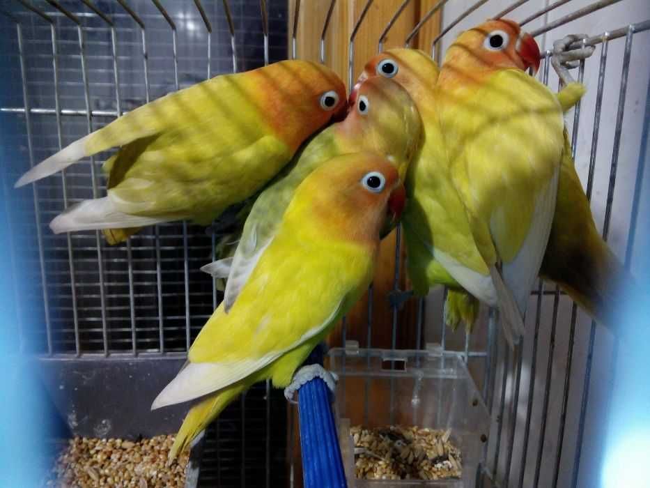 Неразлучники молодые и волнистые попугаи