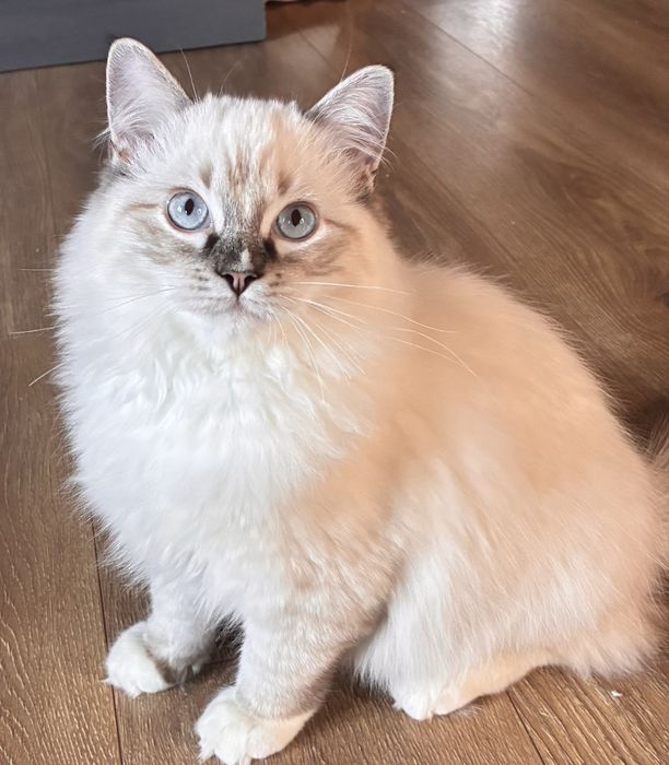 Ragdoll kocurek seal mitted links rodowód FPL