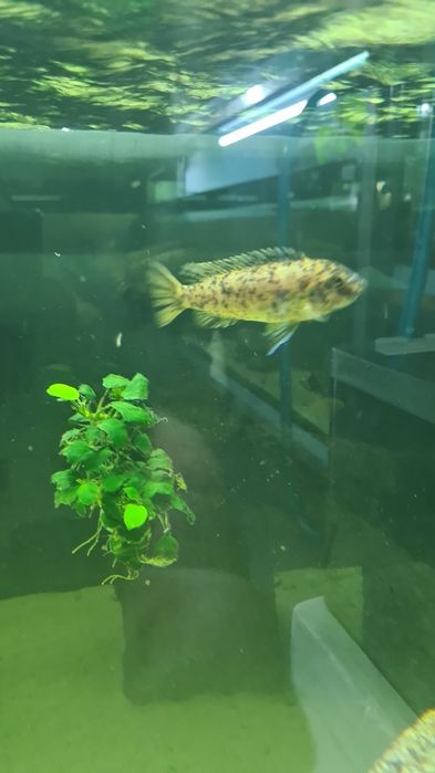 Labeotropheus Fuelleborni Katale