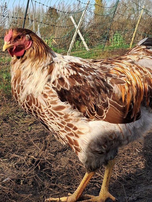 Koguty młode wyandotte rosa