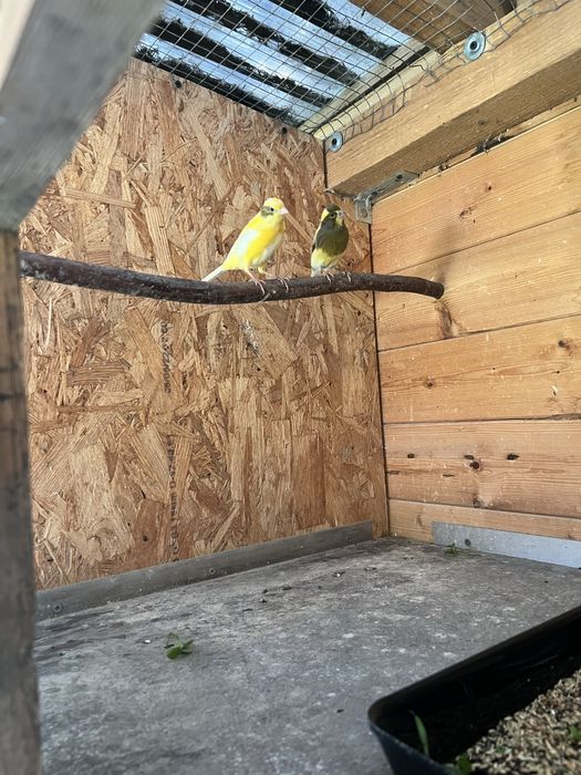 Kanarki zmienią wolierę