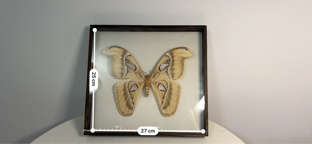 Motyl w gablotce preparowany Attacus Atlas - Malezja