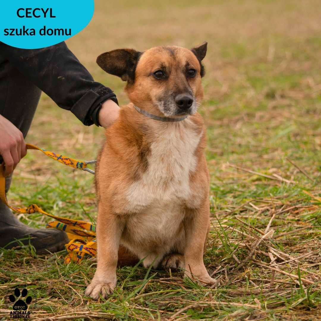 Cecyl czeka na Ciebie