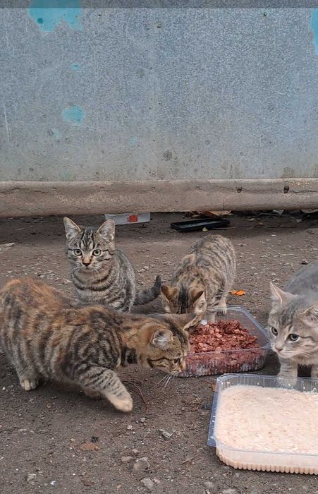 Кошенята шукають дім