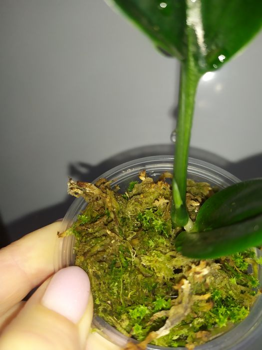 Ароидные (филодендрон, эпипремнумы)